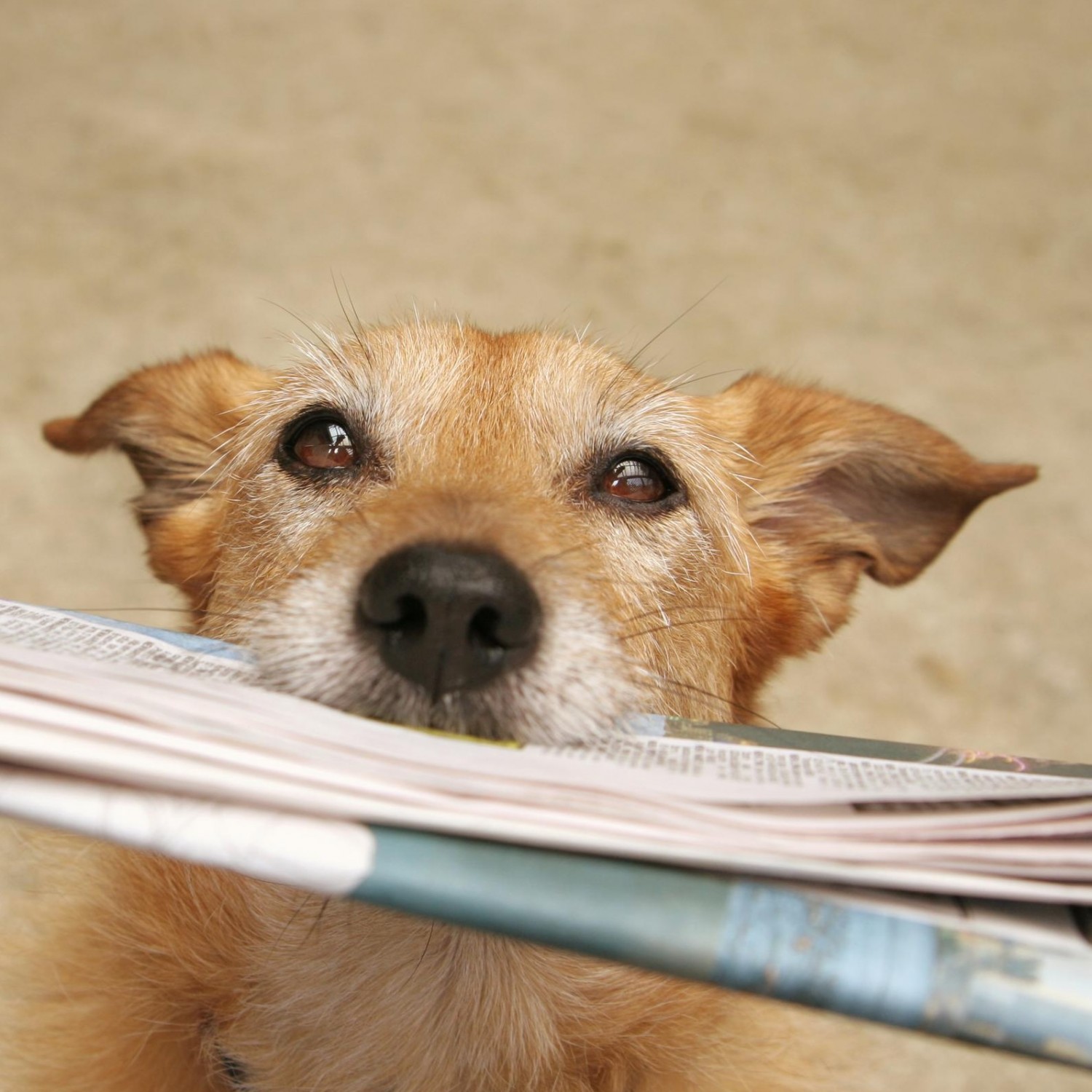Dog Holding Newspaper Dog Holding Newspaper