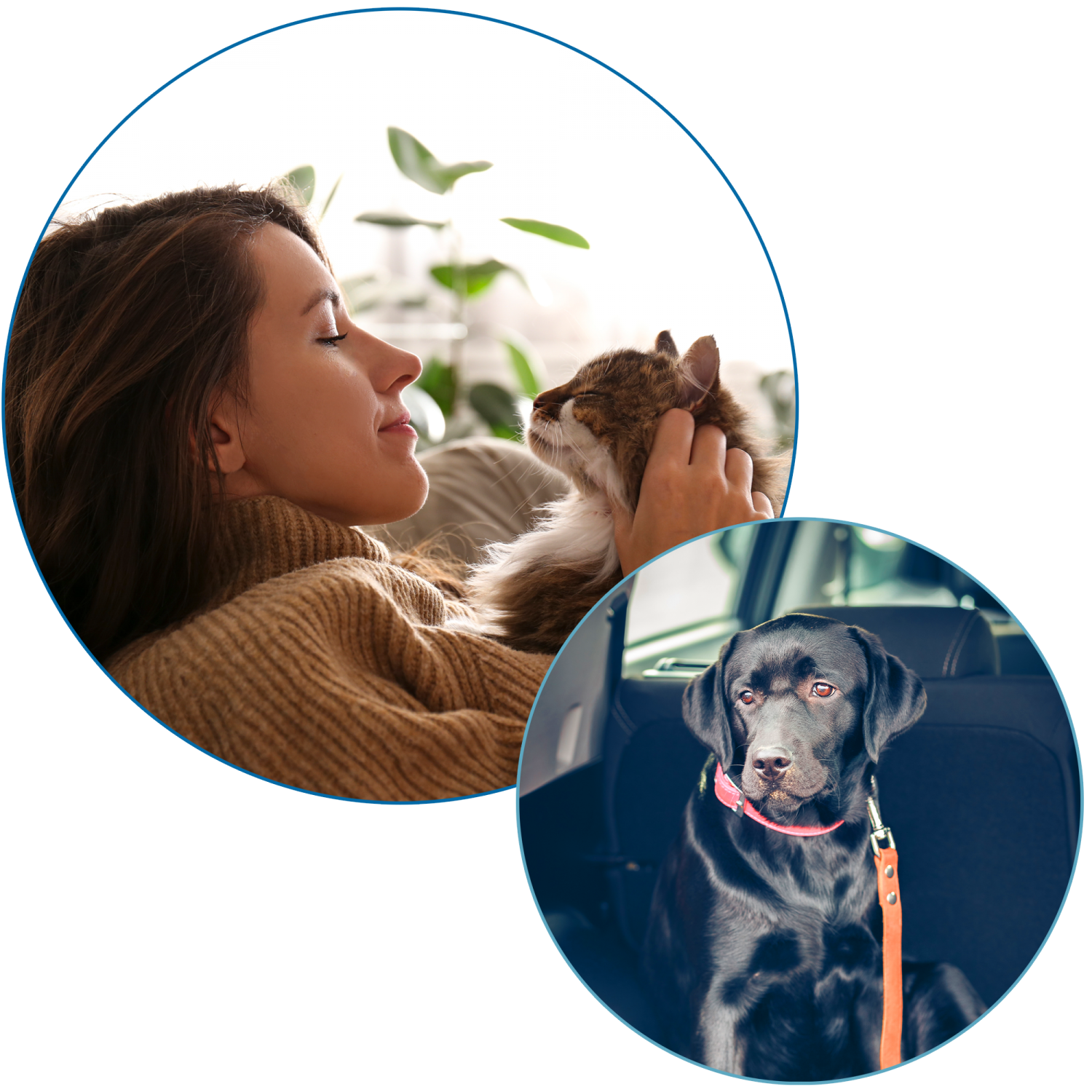 Multiple Circle Images - Graphic with Cat Dog & Owner Multiple Circle Images - Graphic with Cat Dog & Owner