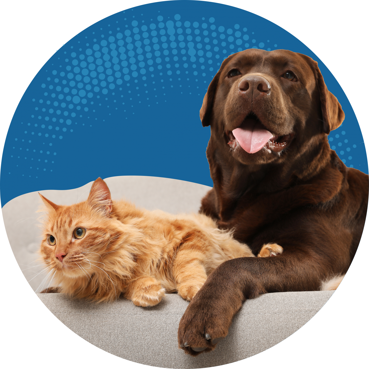 Dog and Cat on Couch Dog and Cat on Couch