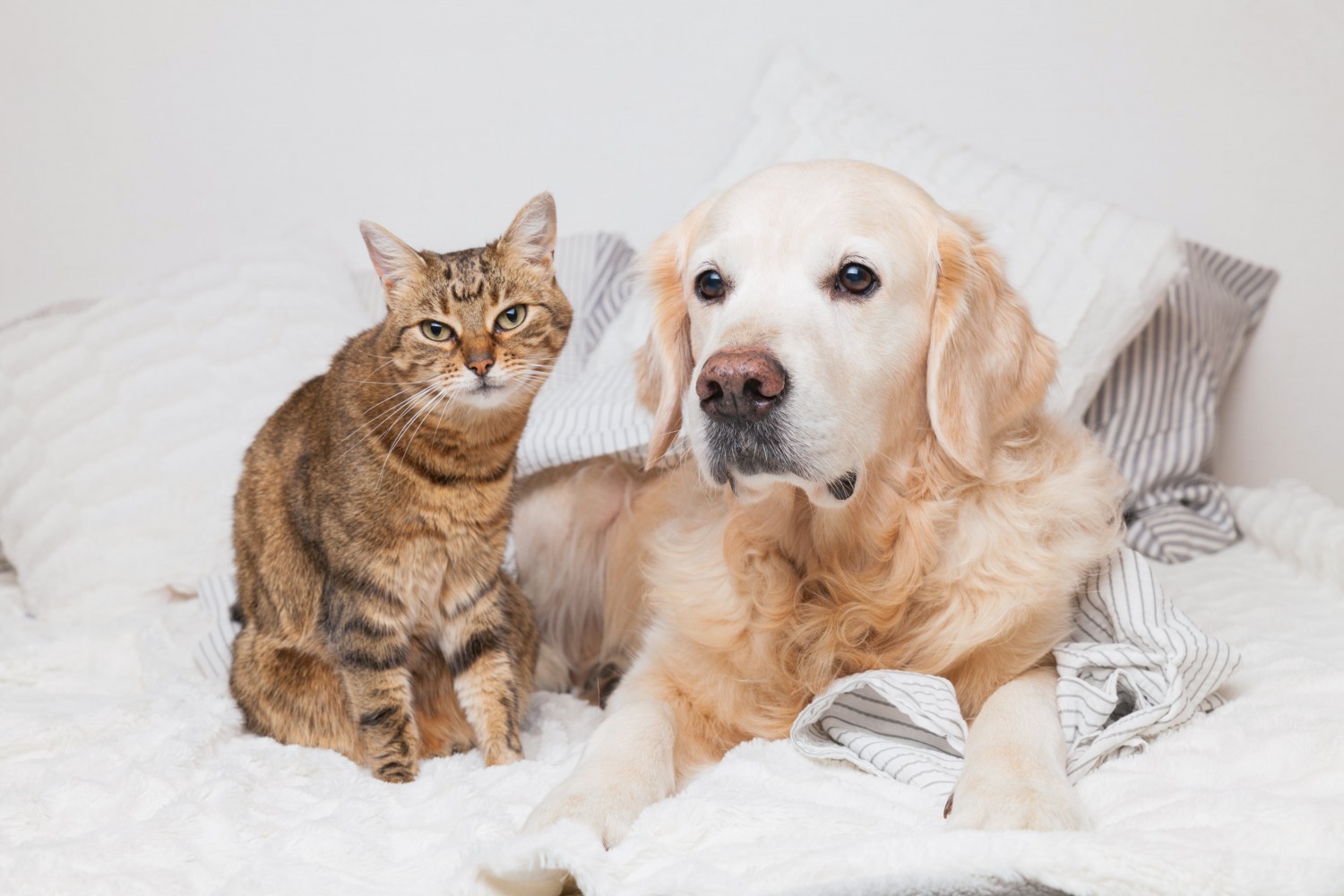 Dog and cat snuggling up to a blanket