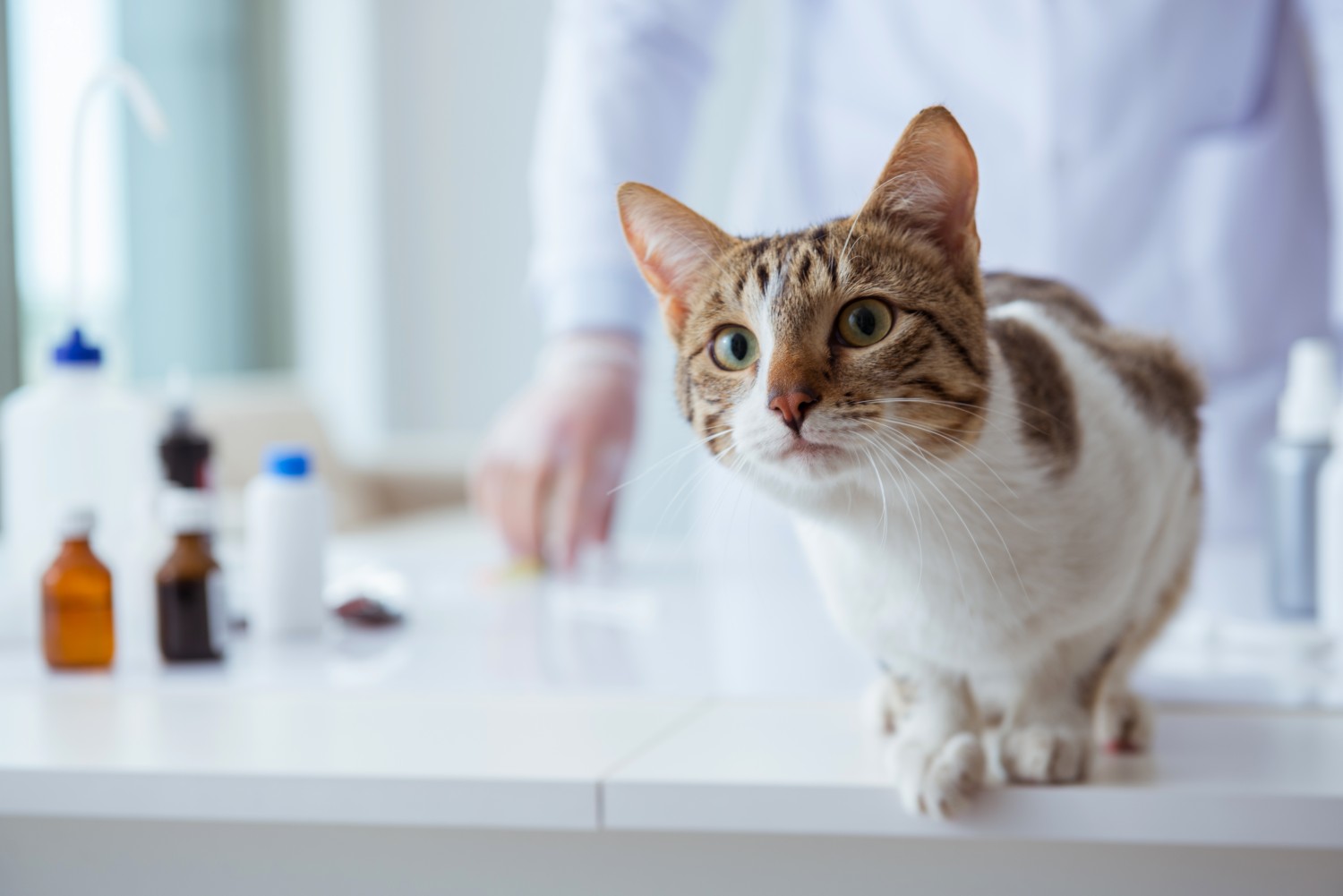 A cat standing on an examination table