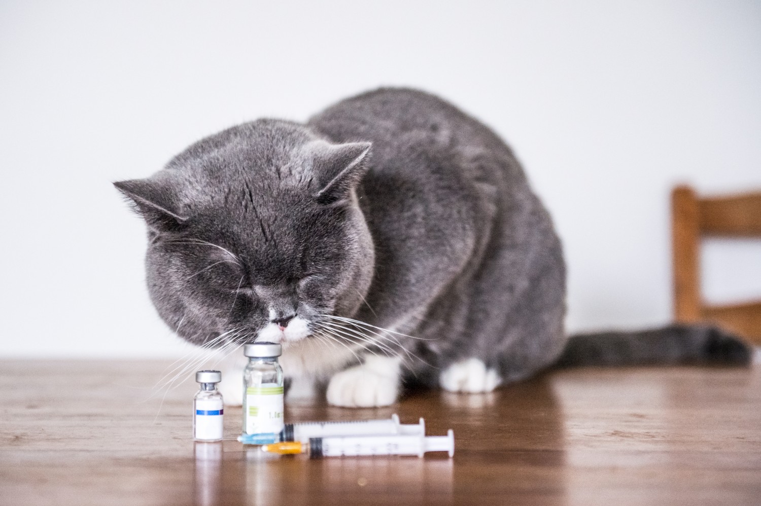 A cat smelling vials of vaccines