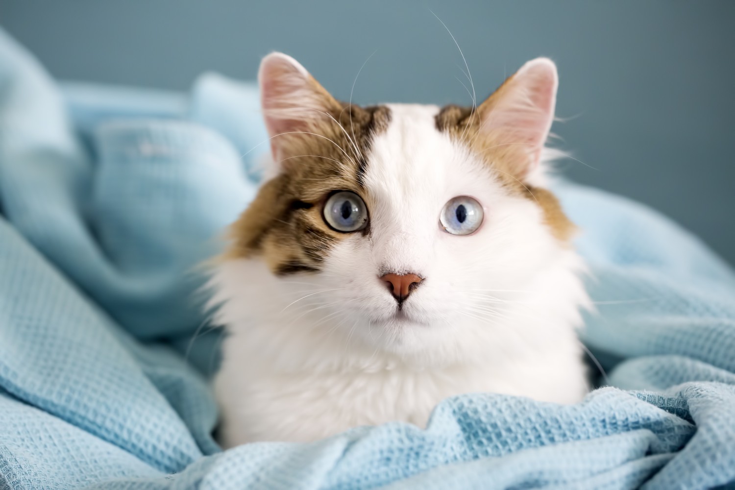 A Cat Snuggling with a Blanket