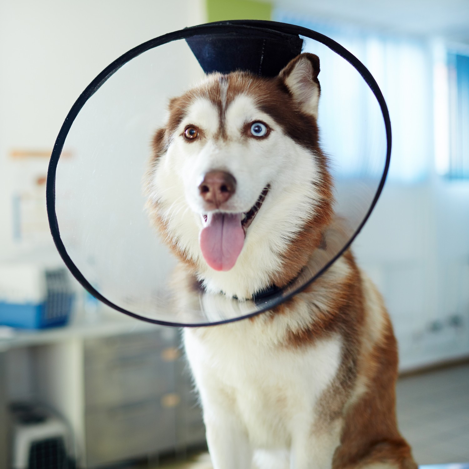 Dog with a safety cone on