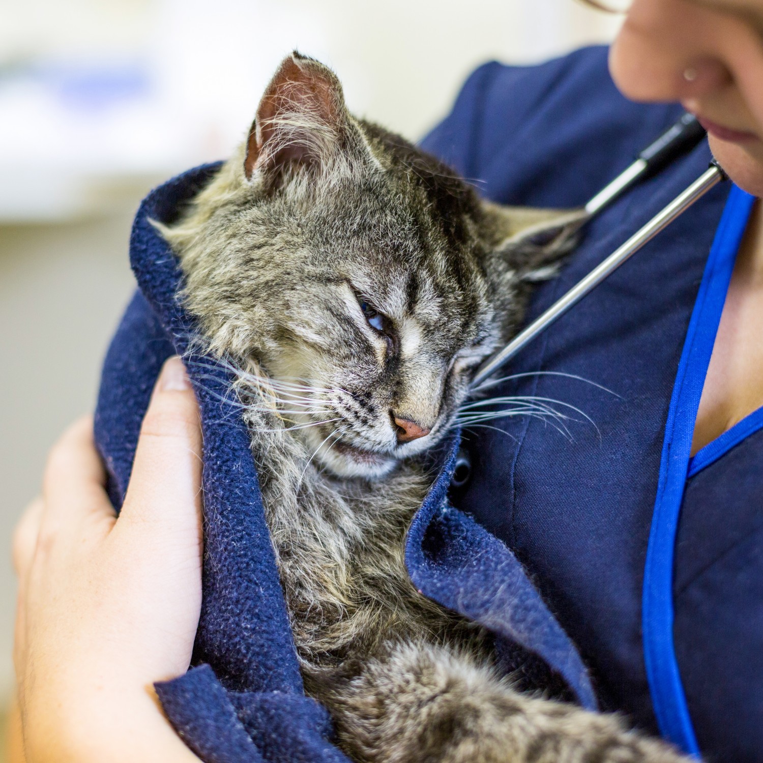 A cat that looks sleepy after surgery