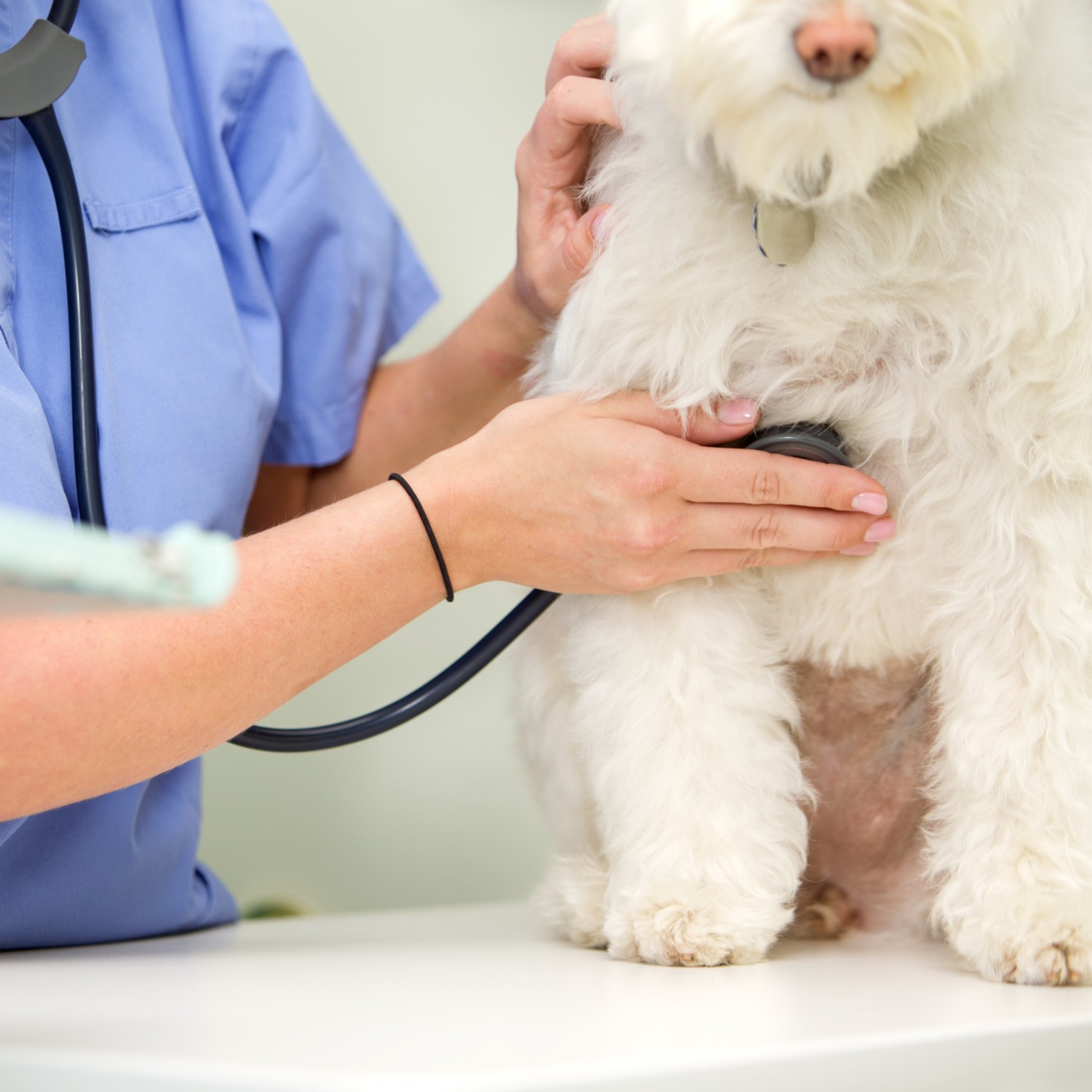 Veterinary professional examining a dog